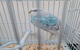 Budgerigars birds for sale: Lovely young budgies for sale Various colours  - Image 9