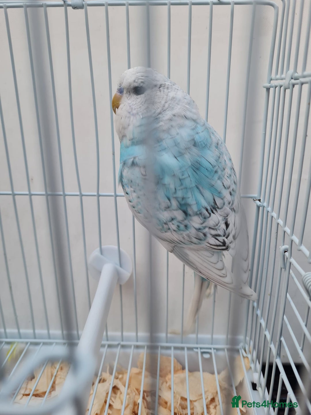 Budgerigars birds for sale: Lovely young budgies for sale Various colours  - Image 9
