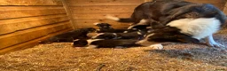 Border Collie dogs for sale: Border Collie Puppies For Sale  - Advert 14