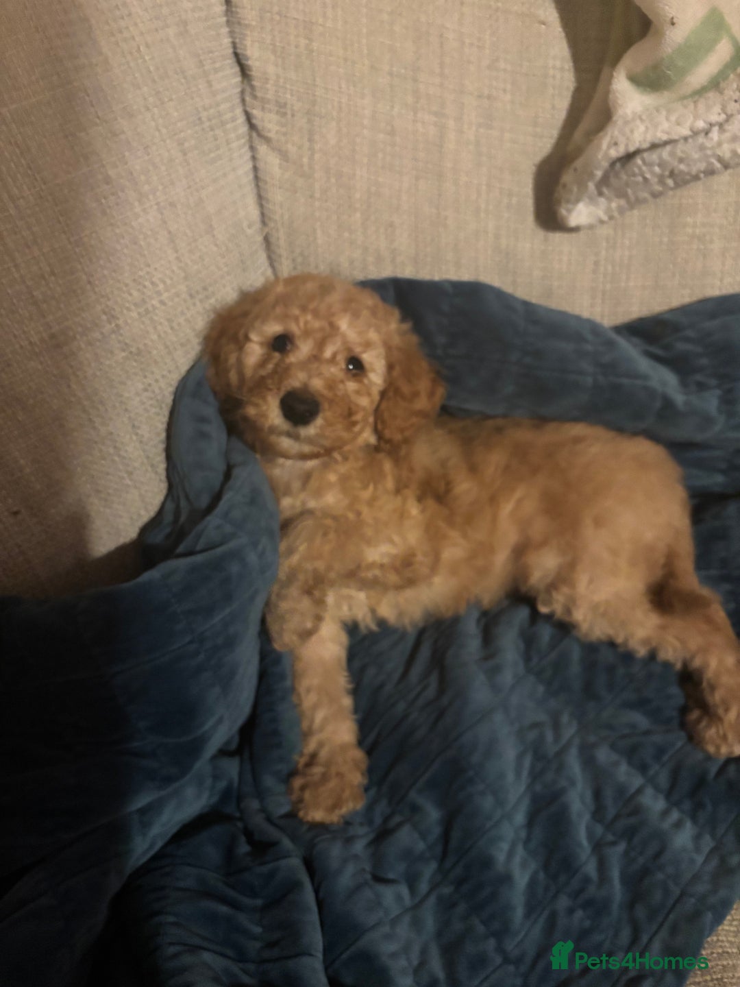 Standard Poodle dogs for sale: Beautiful Standard poodles  - Image 2