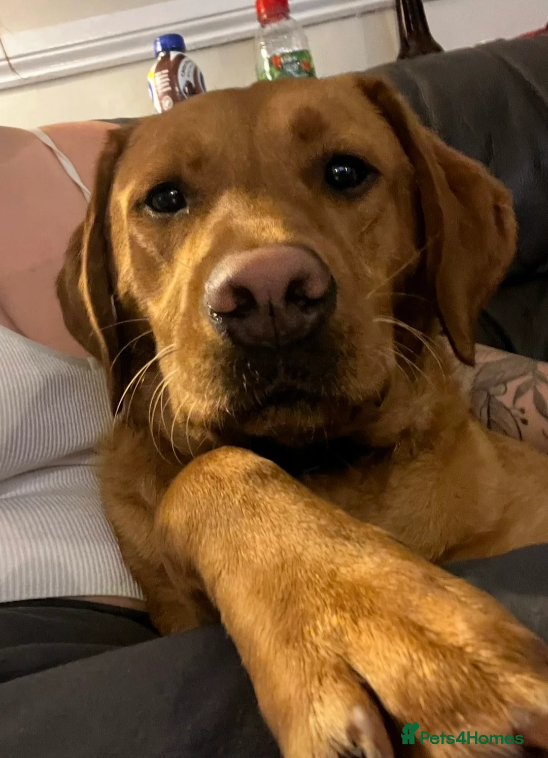 Labrador Retriever dogs for sale: Male 3y/o red fox Labrador for rehoming  - Advert 9