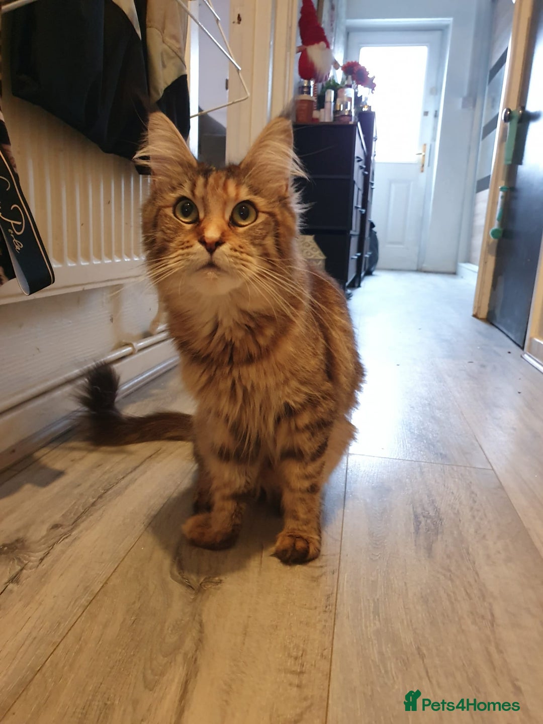 Maine Coon cats for sale: Beautiful Maine-coon girl.  - Advert 6