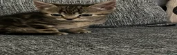 Mixed Breed cats for sale: 9 week old kittens  - Advert 5