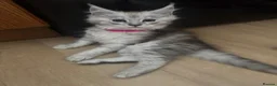 Maine Coon cats for sale: Exceptional Pedigree Maine Coon kittens available  in Worcester - Advert 18