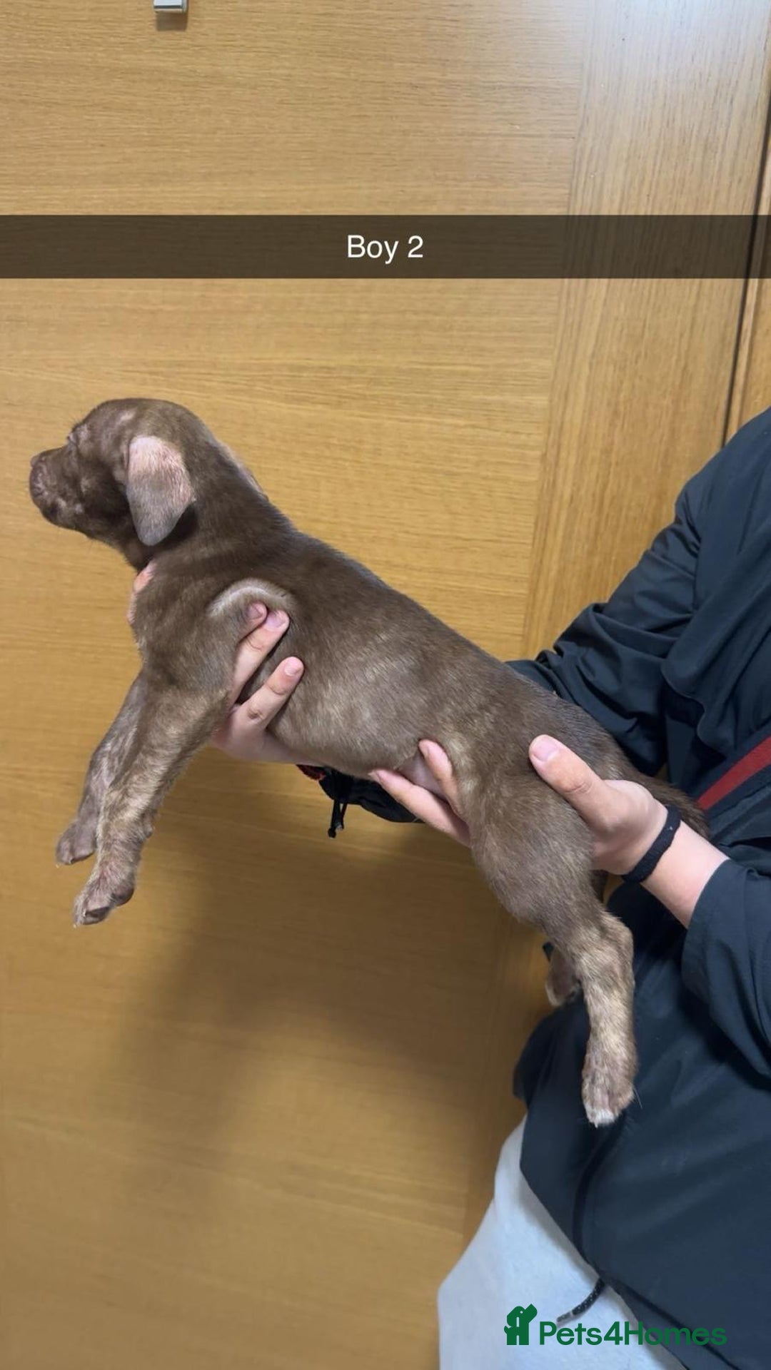 Mixed Breed dogs for sale: Puppies for sale  - Image 1
