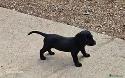 Labrador Retriever dogs for sale: Stunning litter Both Parents Health Tested - Image 22