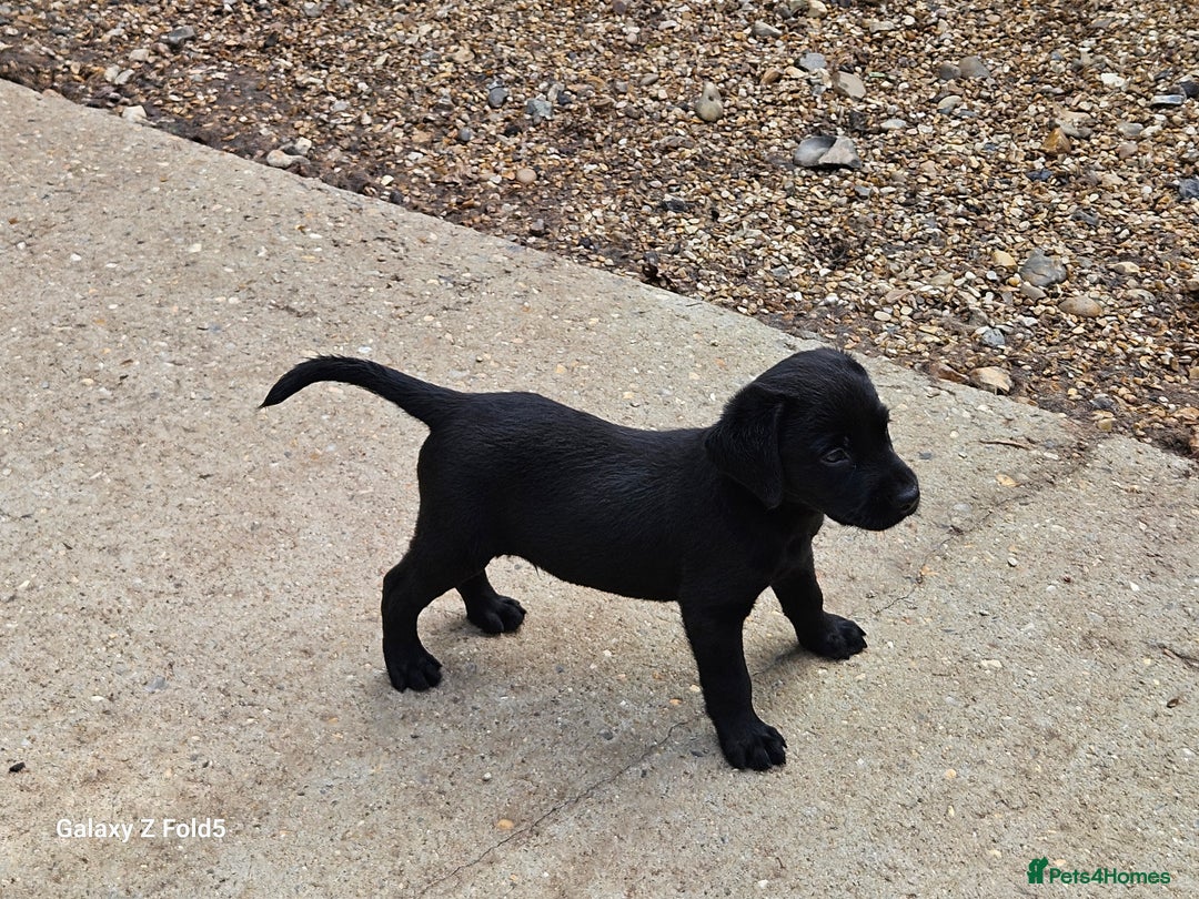 Labrador Retriever dogs for sale: Stunning litter Both Parents Health Tested - Image 22