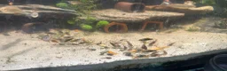 Cichlids fish for sale: Community fish  - Advert 2