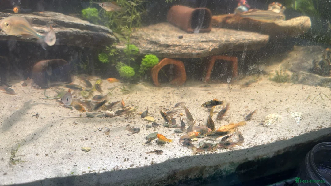 Cichlids fish for sale: Community fish  - Advert 2