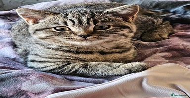 British Shorthair cats - Advert 14