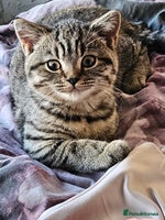 British Shorthair cats - Advert 11