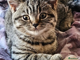 British Shorthair cats - Advert 4