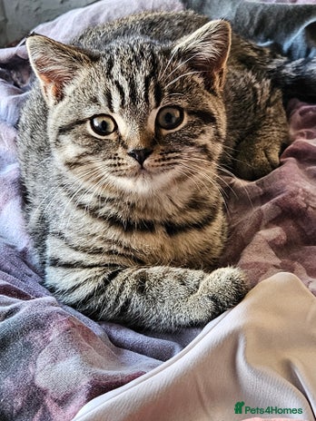 British Shorthair cats - Advert 1