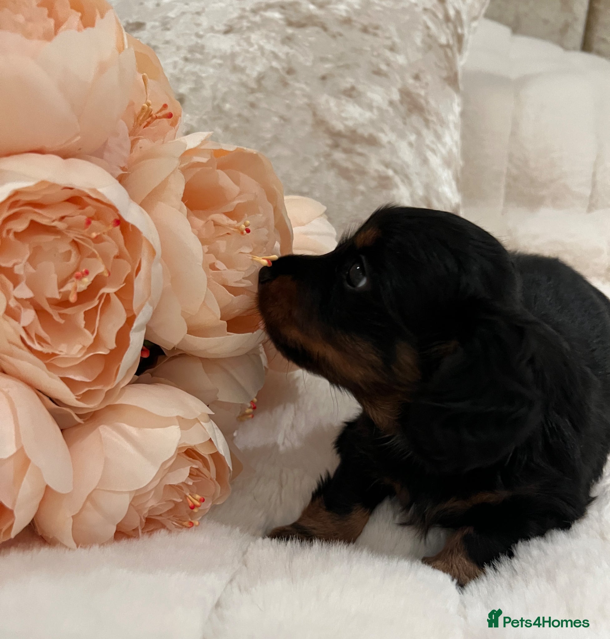 Miniature Dachshund dogs for sale: PICTURE PERFECT little girl  LONG HAIRED  - Advert 1