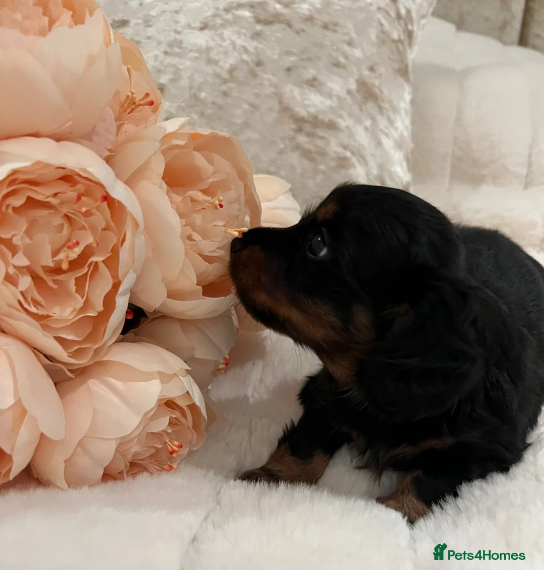 Miniature Dachshund dogs for sale: PICTURE PERFECT little girl  LONG HAIRED  - Advert 1