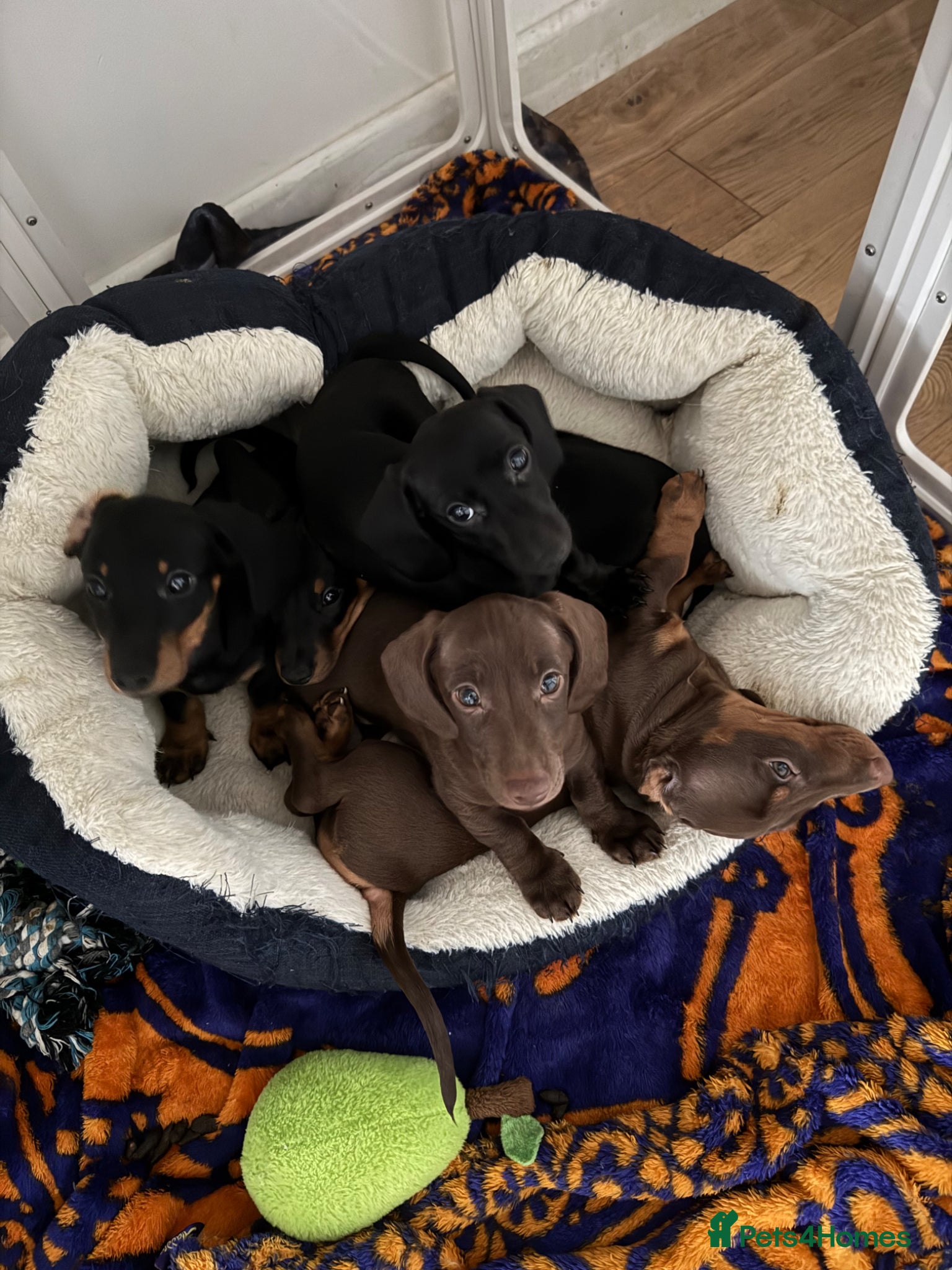 Miniature Dachshund dogs *Ready Now* Short Haired Mini Dachshund Puppies - Advert 8