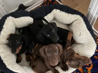 Miniature Dachshund dogs *Ready Now* Short Haired Mini Dachshund Puppies - Advert 8