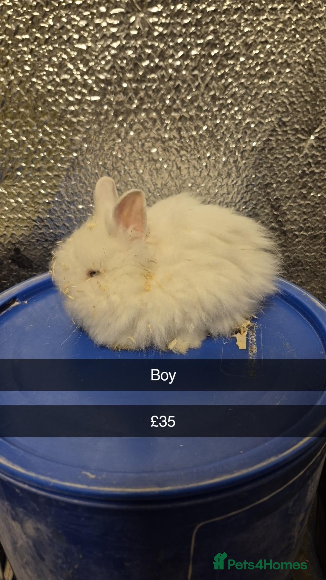 Mixed Breed rabbits for sale: Baby Lionhead Rabbits 8 week old, handled daily  - Advert 13