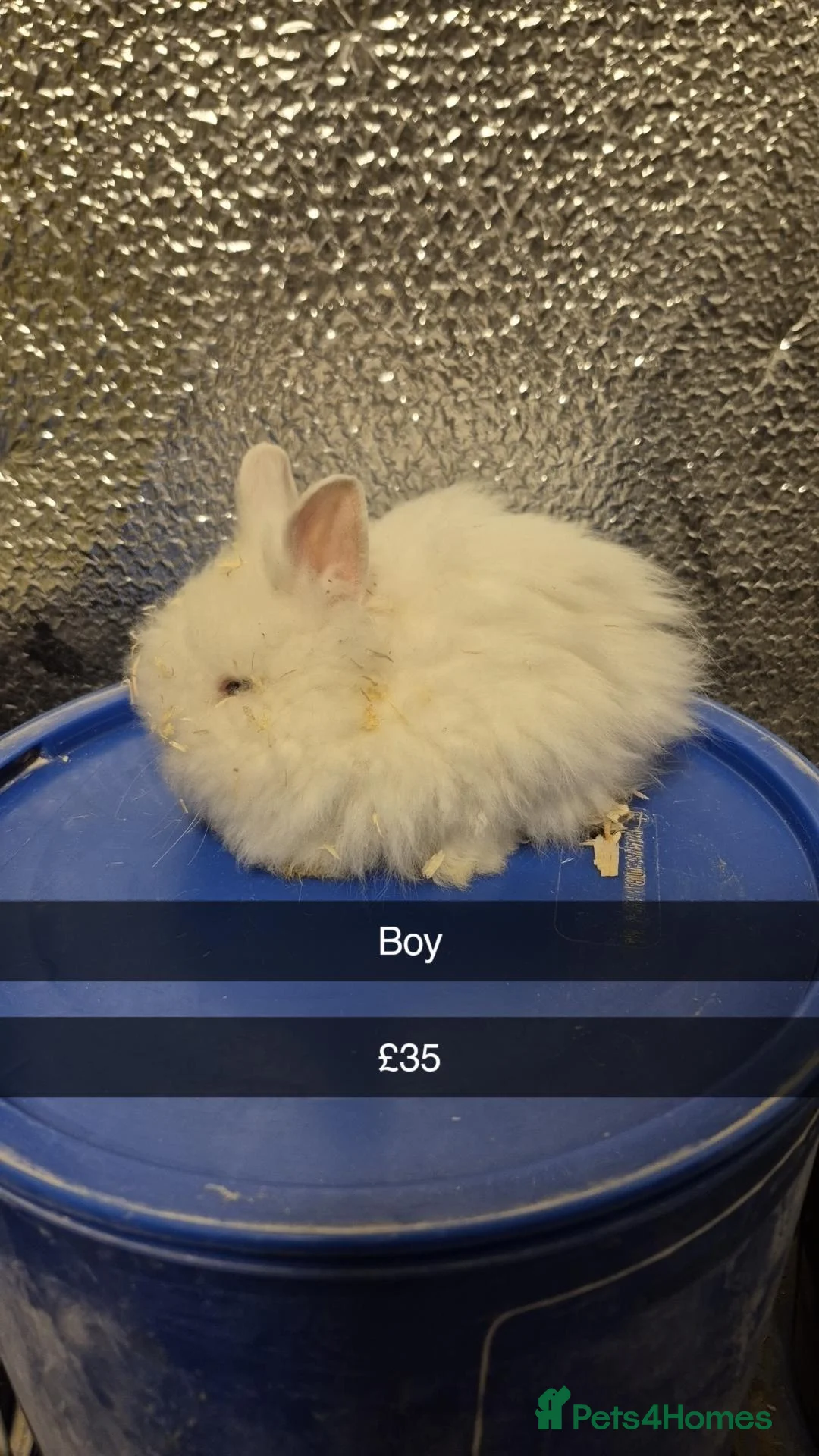 Mixed Breed rabbits for sale: Baby Lionhead Rabbits 8 week old, handled daily  - Advert 1