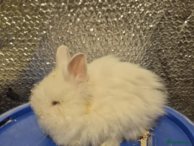 Mixed Breed rabbits for sale: Baby Lionhead Rabbits 8 week old, handled daily - Advert 13