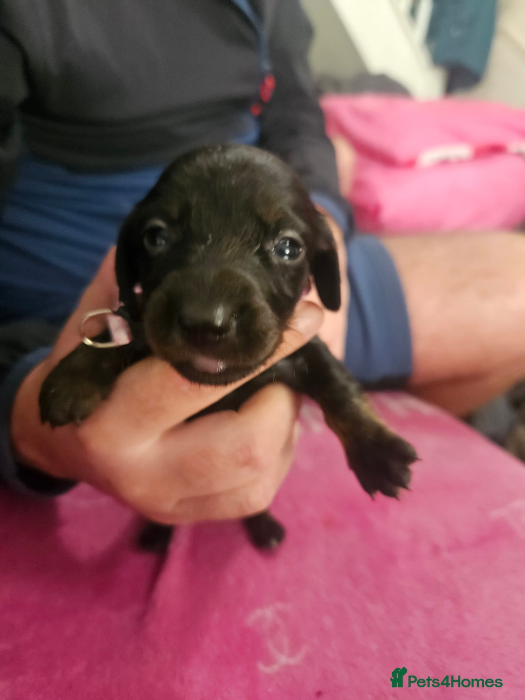 Miniature Dachshund dogs for sale: Miniature dashunds  - Image 5