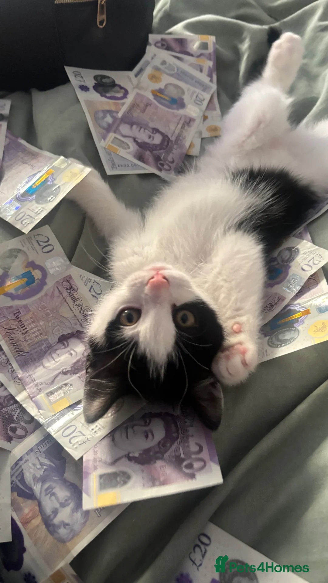 Mixed Breed cats for sale: norwegian mix - Advert 7