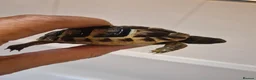 Tortoise reptiles for sale: Baby Tortoises  - Advert 5