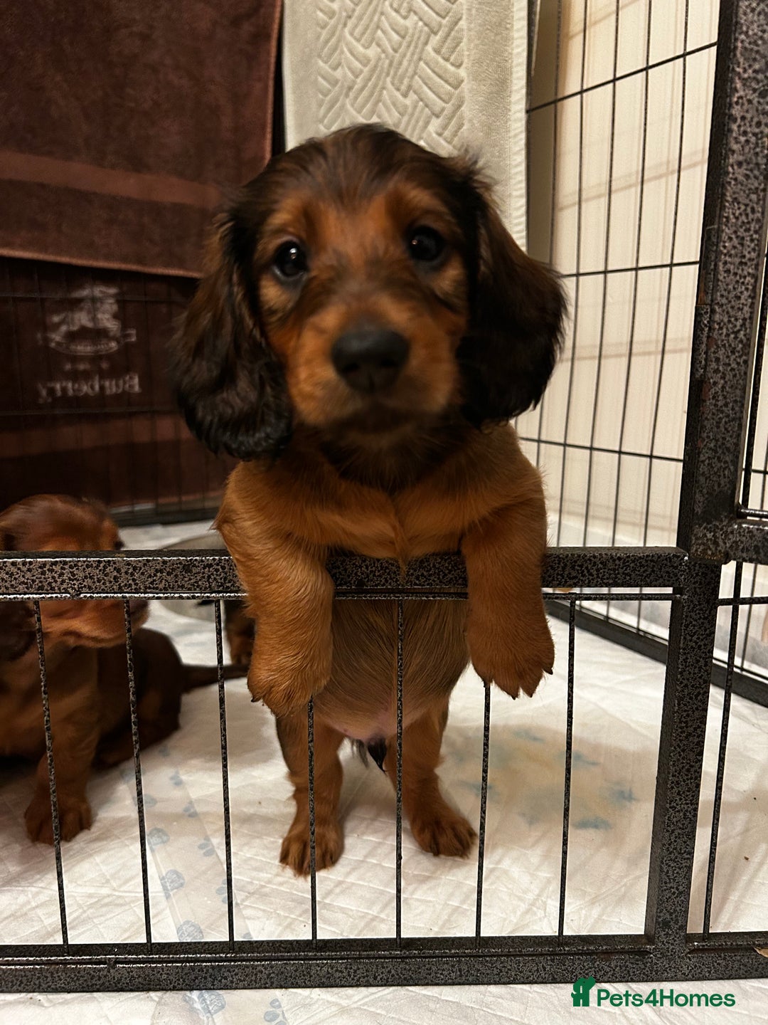 Dachshund dogs for sale: KC Registered Standard Long Hair Dachshund Puppies - Advert 4