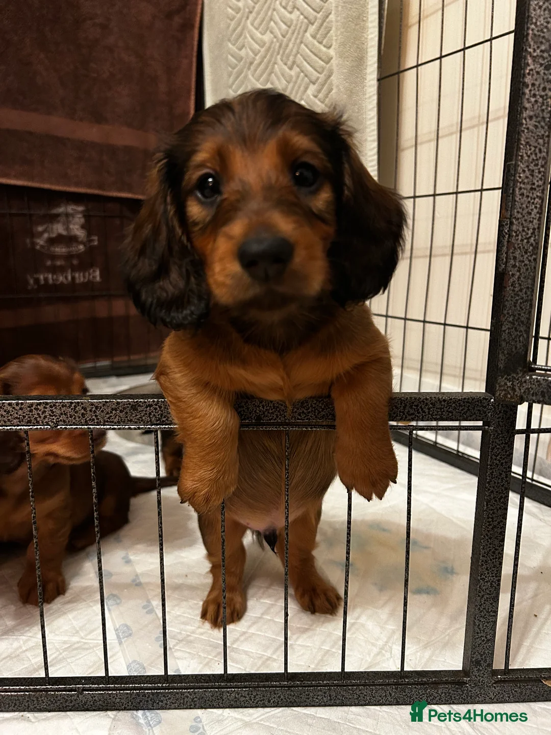 Dachshund dogs for sale: 1 BOY LEFT KC Registered Longhair Dachshund Puppy - Advert 5