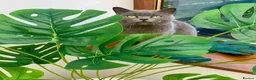 British Shorthair cats for sale: British shorthair kittens for sale  - Advert 10