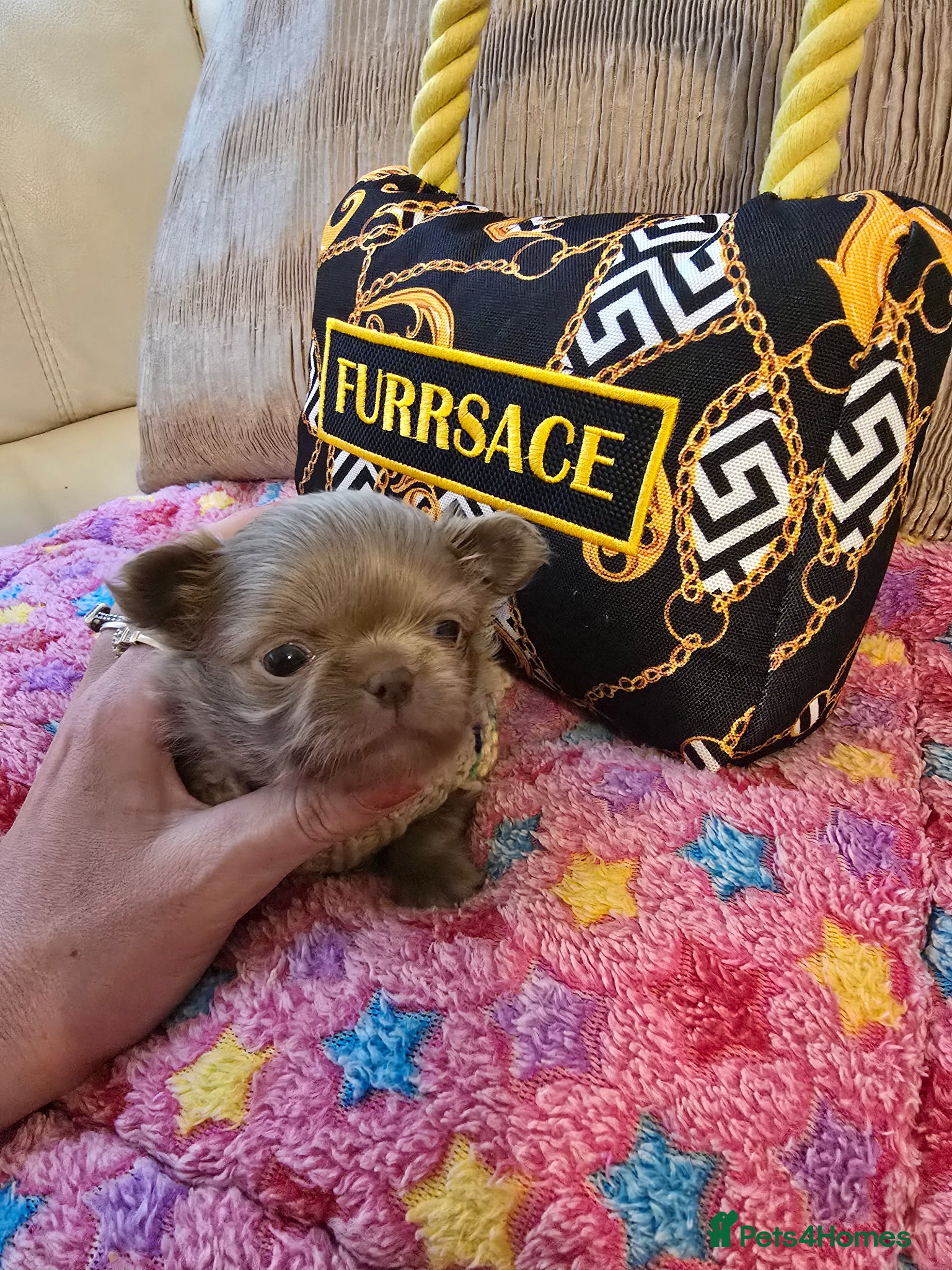 Chihuahua dogs for sale: Xx stunning kc chihuahua longcoat puppies Xx - Advert 27