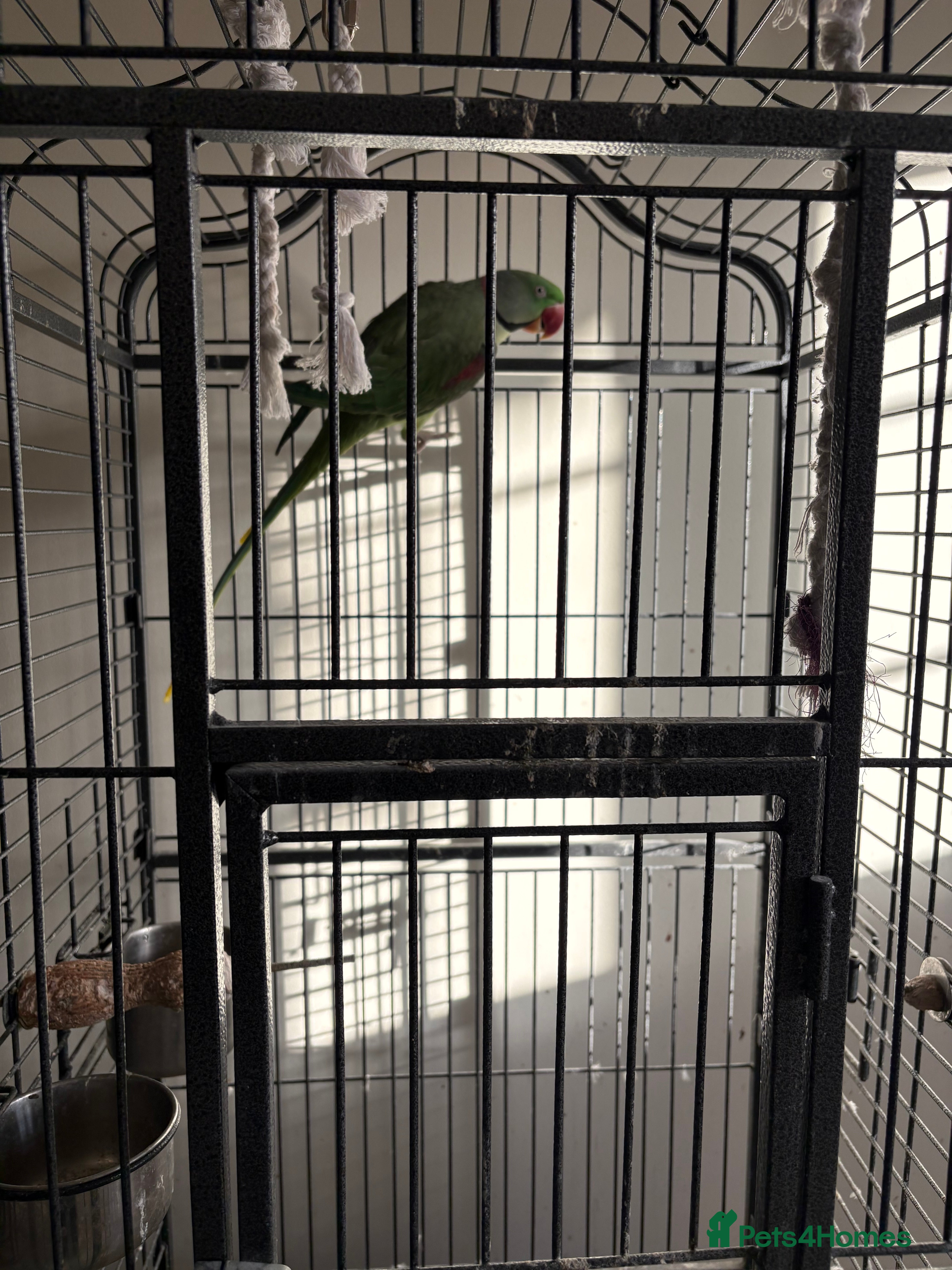 Parrots birds Alexandrine for sale - Advert 2