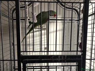 Parrots birds Alexandrine for sale - Advert 1