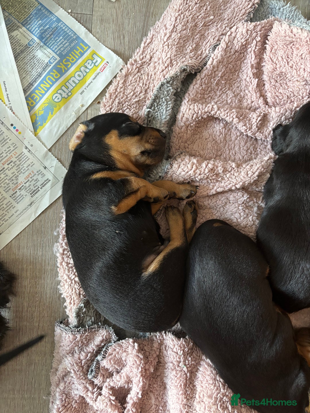 Mixed Breed dogs for sale: Dachshund x patterdale - Image 2