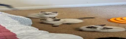 Ragdoll cats for sale: Adorable ragdoll kittens ready to go home  - Advert 9