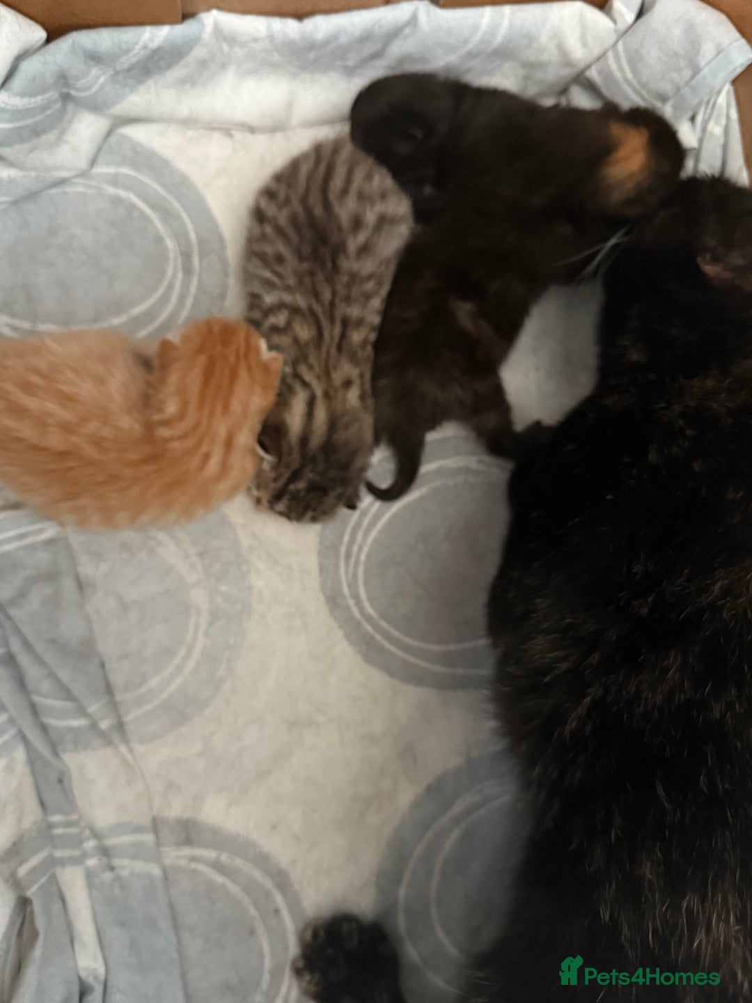 Domestic Shorthair cats for sale: Kitten ready to reserve  - Image 5