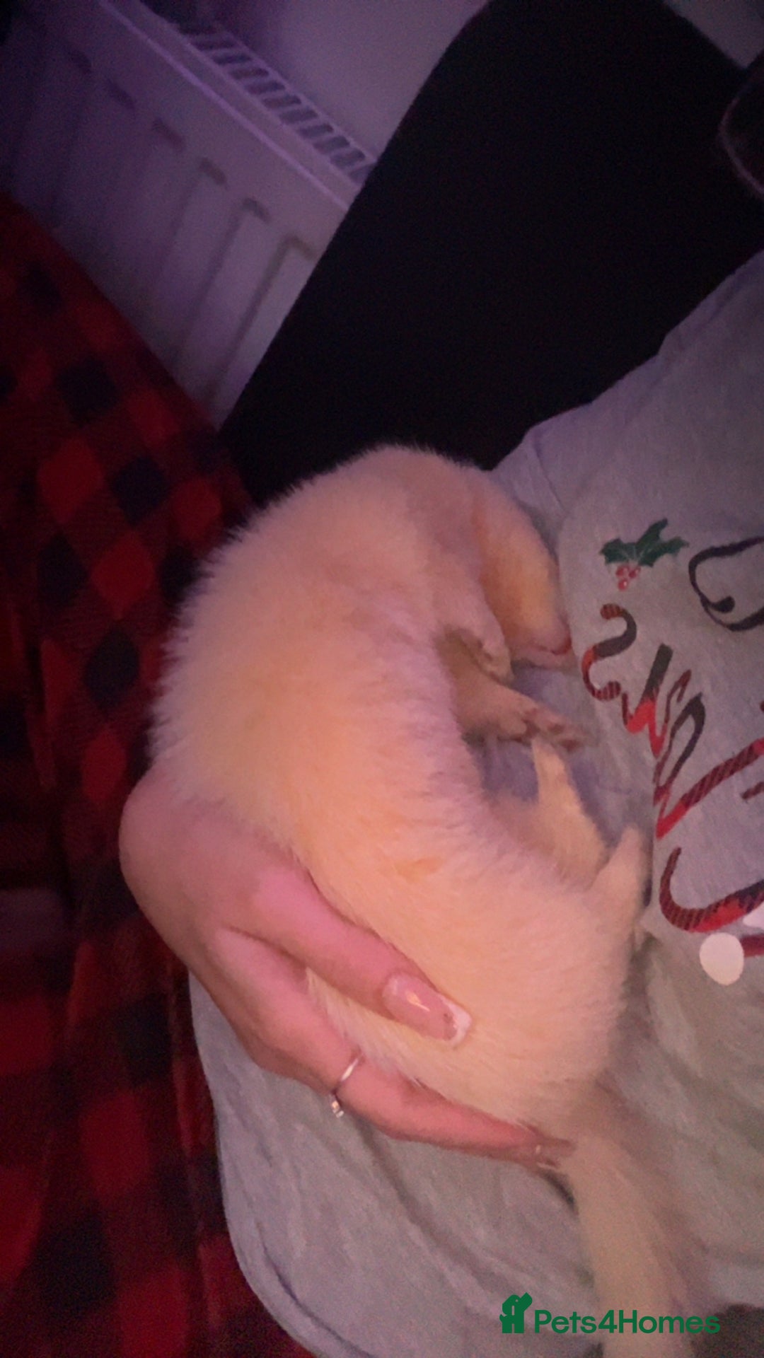 Ferret rodents for sale: Raffaelo  - Advert 3