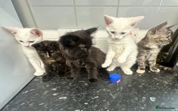 British Longhair cats for sale: 5 kittens available  - Image 1