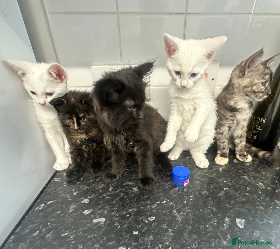 British Longhair cats for sale: 5 kittens available  - Image 1