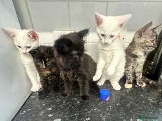 British Longhair cats - Advert 32