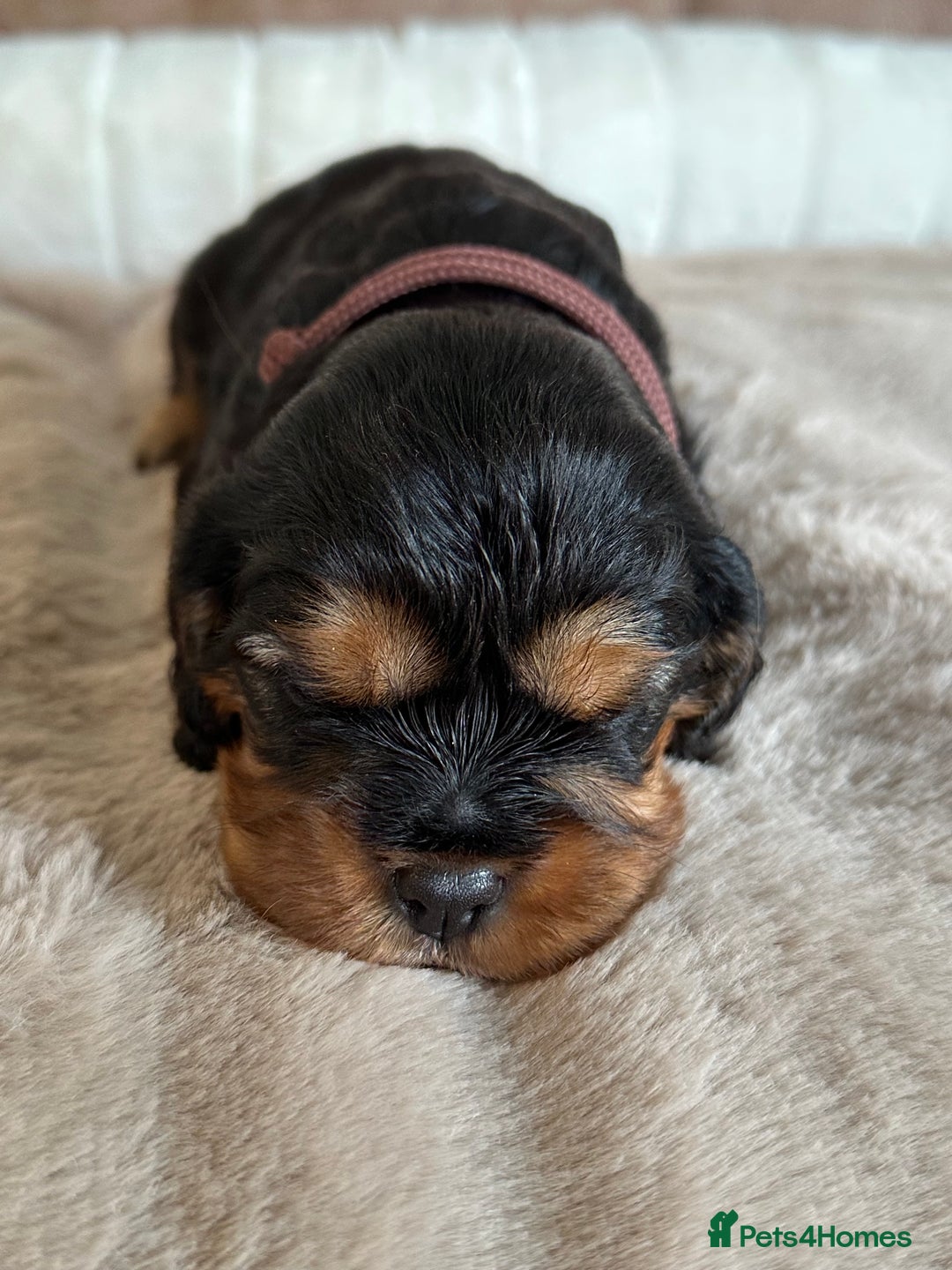 Cavalier King Charles Spaniel dogs for sale: 🐾 KC Registered Health Tested Puppies 🐾 - Image 6