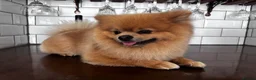 Pomeranian dogs for stud: Pedigree Male Pomeranian Kennel Club Registered  - Advert 8