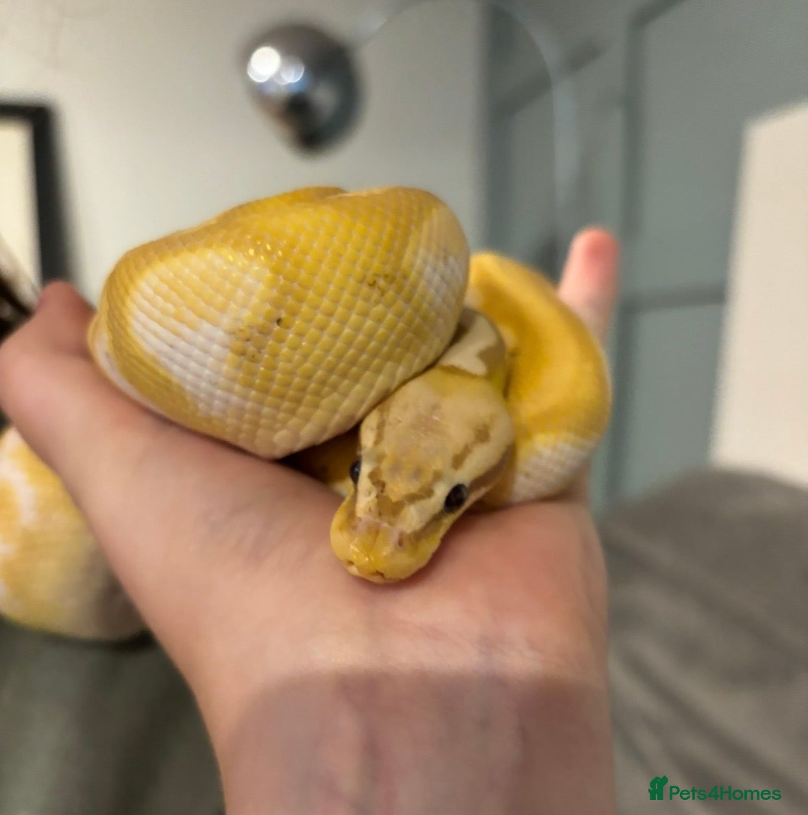 Python Snake reptiles Two royal pythons  - Advert 1