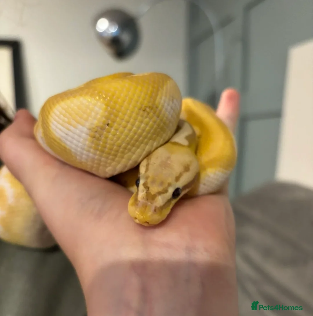 Python Snake reptiles for sale: Two royal pythons  in Watlington - Advert 1