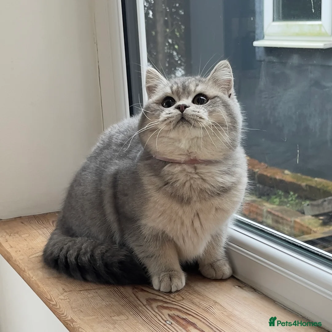 British Shorthair cats for sale: Only one TICA & GCCF British Shorthair Kitten  - Advert 20