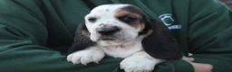 Basset Hound dogs for sale: Tri colour Bassethound puppies - Advert 7