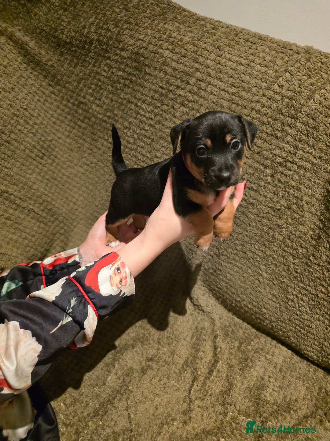 Jack Russell dogs for sale: Gorgeous Chunky Jack Russell Pups for sale - Advert 25