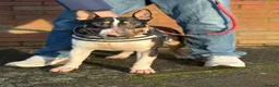 English Bull Terrier dogs for stud: Well Proven English bullterrier black tri stud  in Leicester - Advert 2