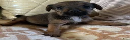 Patterjack dogs for sale: Patterdale x jack russell  (patter-jack) - Advert 11