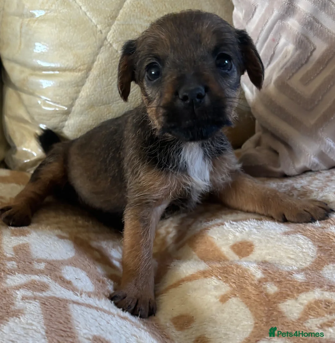 Patterjack dogs for sale: Patterdale x jack russell  (patter-jack) - Advert 11